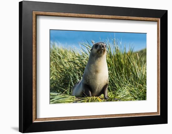 Young Antarctic fur seal (Arctocephalus gazella), Prion Island, South Georgia, Antarctica, Polar Re-Michael Runkel-Framed Photographic Print