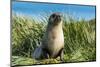 Young Antarctic fur seal (Arctocephalus gazella), Prion Island, South Georgia, Antarctica, Polar Re-Michael Runkel-Mounted Photographic Print