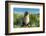 Young Antarctic fur seal (Arctocephalus gazella), Prion Island, South Georgia, Antarctica, Polar Re-Michael Runkel-Framed Photographic Print