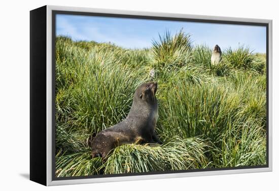 Young Antarctic fur seal (Arctocephalus gazella), Prion Island, South Georgia, Antarctica, Polar Re-Michael Runkel-Framed Premier Image Canvas