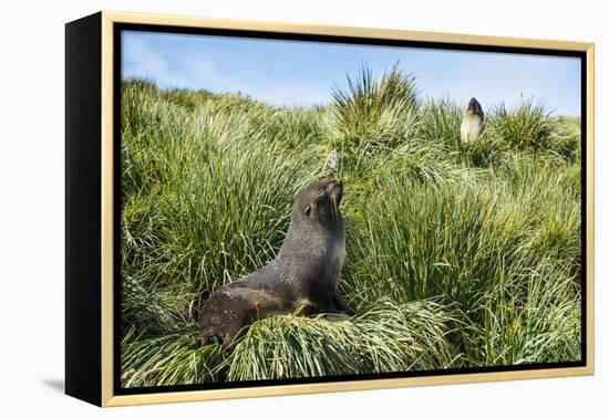 Young Antarctic fur seal (Arctocephalus gazella), Prion Island, South Georgia, Antarctica, Polar Re-Michael Runkel-Framed Premier Image Canvas