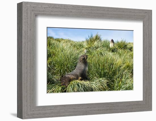 Young Antarctic fur seal (Arctocephalus gazella), Prion Island, South Georgia, Antarctica, Polar Re-Michael Runkel-Framed Photographic Print