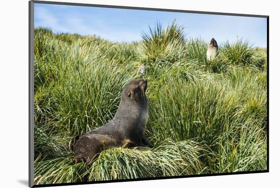 Young Antarctic fur seal (Arctocephalus gazella), Prion Island, South Georgia, Antarctica, Polar Re-Michael Runkel-Mounted Photographic Print