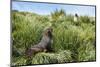 Young Antarctic fur seal (Arctocephalus gazella), Prion Island, South Georgia, Antarctica, Polar Re-Michael Runkel-Mounted Photographic Print