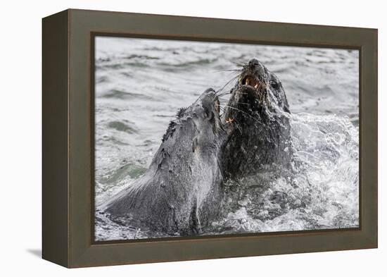 Young Antarctic Fur Seals (Arctocephalus Gazella) Mock Fighting in Grytviken Harbor, South Georgia-Michael Nolan-Framed Premier Image Canvas