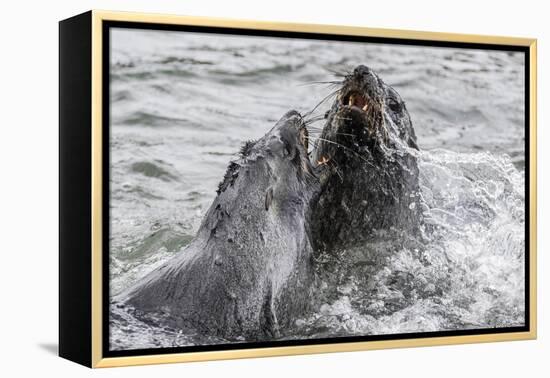 Young Antarctic Fur Seals (Arctocephalus Gazella) Mock Fighting in Grytviken Harbor, South Georgia-Michael Nolan-Framed Premier Image Canvas