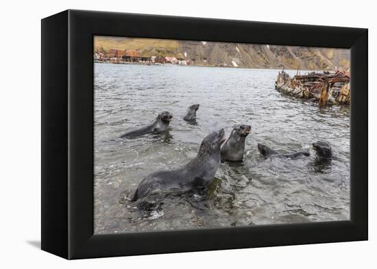 Young Antarctic Fur Seals (Arctocephalus Gazella) Mock Fighting in Grytviken Harbor, South Georgia-Michael Nolan-Framed Premier Image Canvas