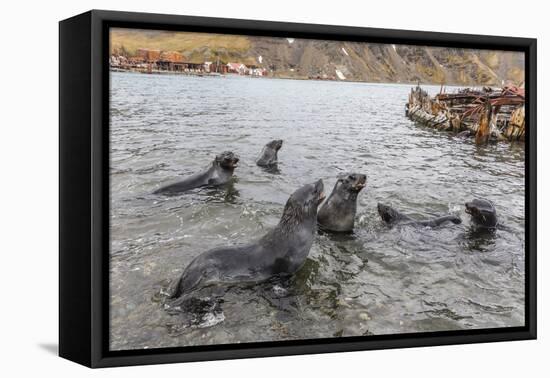 Young Antarctic Fur Seals (Arctocephalus Gazella) Mock Fighting in Grytviken Harbor, South Georgia-Michael Nolan-Framed Premier Image Canvas