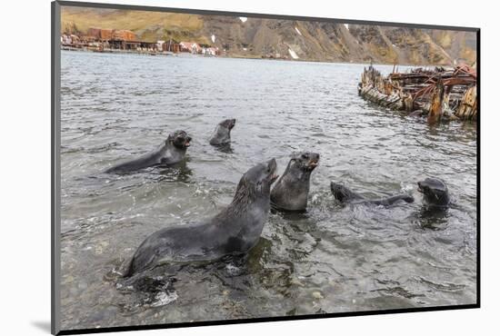 Young Antarctic Fur Seals (Arctocephalus Gazella) Mock Fighting in Grytviken Harbor, South Georgia-Michael Nolan-Mounted Photographic Print
