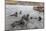 Young Antarctic Fur Seals (Arctocephalus Gazella) Mock Fighting in Grytviken Harbor, South Georgia-Michael Nolan-Mounted Photographic Print