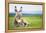 Young Baby Donkey-miskokordic-Framed Premier Image Canvas