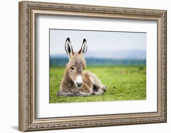 Young Baby Donkey-miskokordic-Framed Photographic Print