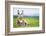 Young Baby Donkey-miskokordic-Framed Photographic Print