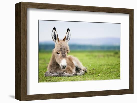 Young Baby Donkey-miskokordic-Framed Photographic Print