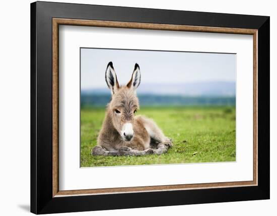 Young Baby Donkey-miskokordic-Framed Photographic Print