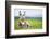 Young Baby Donkey-miskokordic-Framed Photographic Print