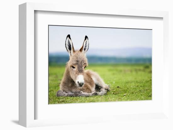 Young Baby Donkey-miskokordic-Framed Photographic Print