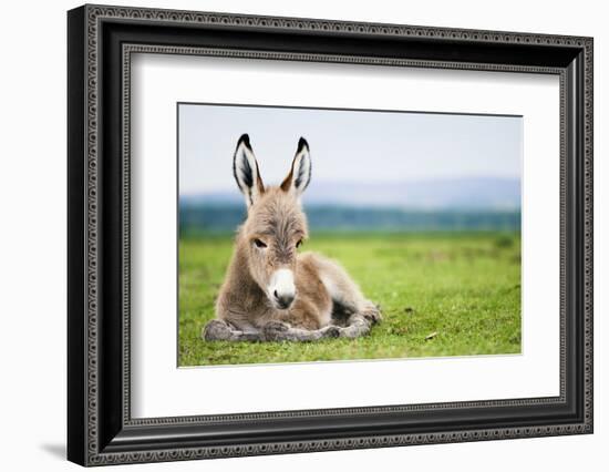 Young Baby Donkey-miskokordic-Framed Photographic Print