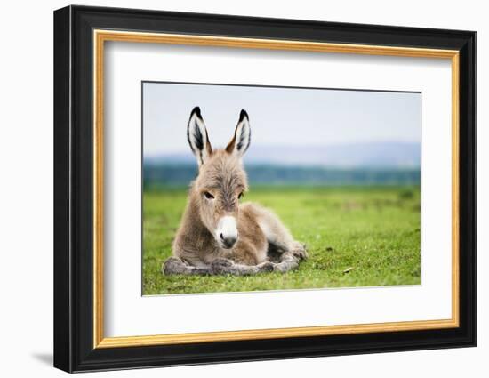 Young Baby Donkey-miskokordic-Framed Photographic Print