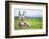 Young Baby Donkey-miskokordic-Framed Photographic Print