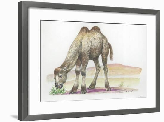 Young Bactrian Camel Camelus Bactrianus-null-Framed Giclee Print