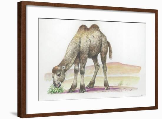 Young Bactrian Camel Camelus Bactrianus-null-Framed Giclee Print