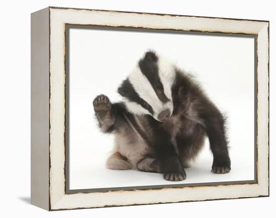 Young Badger (Meles Meles) Scratching Himself-Mark Taylor-Framed Premier Image Canvas