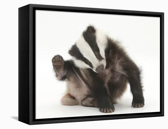 Young Badger (Meles Meles) Scratching Himself-Mark Taylor-Framed Premier Image Canvas