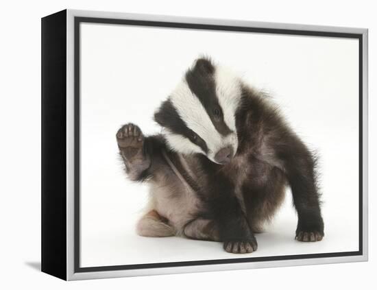 Young Badger (Meles Meles) Scratching Himself-Mark Taylor-Framed Premier Image Canvas