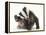 Young Badger (Meles Meles) Scratching Himself-Mark Taylor-Framed Premier Image Canvas