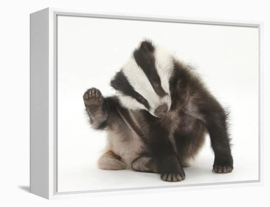 Young Badger (Meles Meles) Scratching Himself-Mark Taylor-Framed Premier Image Canvas