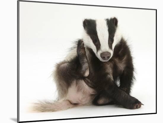 Young Badger (Meles Meles) Scratching Himself-Mark Taylor-Mounted Photographic Print