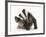 Young Badger (Meles Meles) Scratching Himself-Mark Taylor-Framed Photographic Print