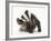 Young Badger (Meles Meles) Scratching Himself-Mark Taylor-Framed Photographic Print