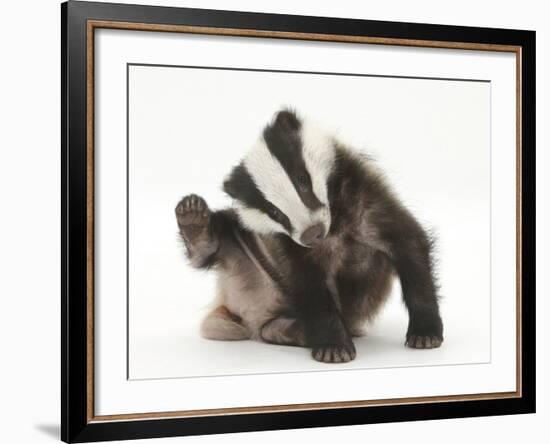 Young Badger (Meles Meles) Scratching Himself-Mark Taylor-Framed Photographic Print