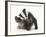 Young Badger (Meles Meles) Scratching Himself-Mark Taylor-Framed Photographic Print