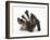 Young Badger (Meles Meles) Scratching Himself-Mark Taylor-Framed Photographic Print