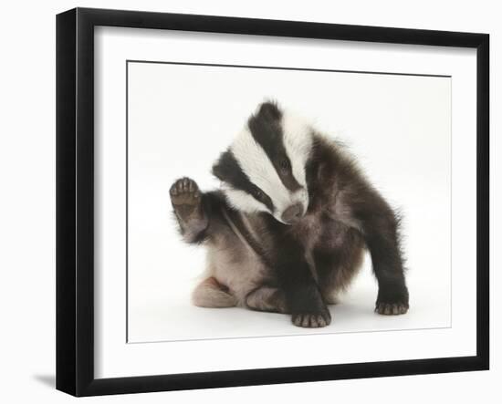 Young Badger (Meles Meles) Scratching Himself-Mark Taylor-Framed Photographic Print