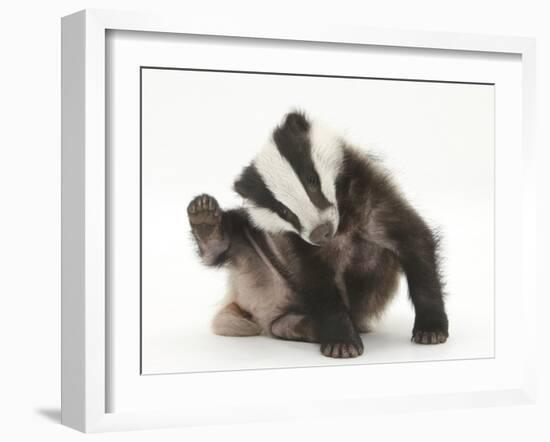 Young Badger (Meles Meles) Scratching Himself-Mark Taylor-Framed Photographic Print