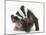 Young Badger (Meles Meles) Scratching Himself-Mark Taylor-Mounted Photographic Print