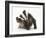 Young Badger (Meles Meles) Scratching Himself-Mark Taylor-Framed Photographic Print