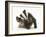 Young Badger (Meles Meles) Scratching Himself-Mark Taylor-Framed Photographic Print