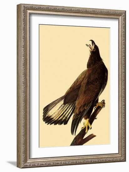 Young Bald Eagle-John James Audubon-Framed Giclee Print
