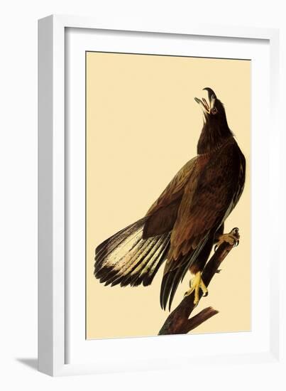 Young Bald Eagle-John James Audubon-Framed Giclee Print