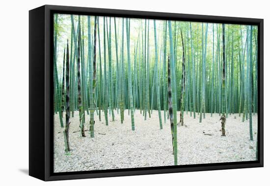 Young Bamboo Forest, with Some New Bamboo Shoots-landio-Framed Premier Image Canvas