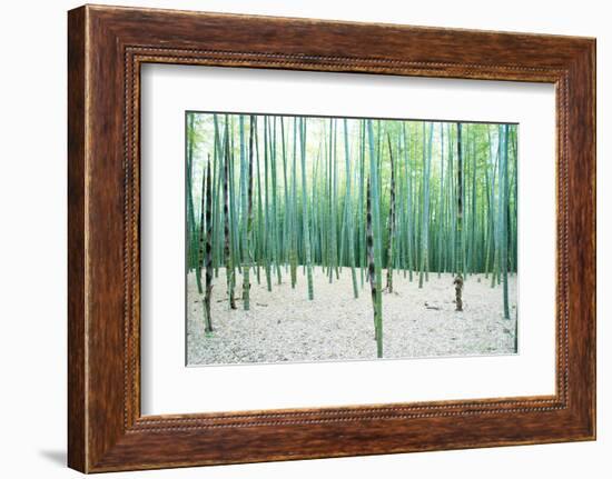 Young Bamboo Forest, with Some New Bamboo Shoots-landio-Framed Photographic Print