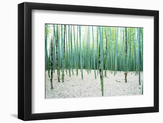 Young Bamboo Forest, with Some New Bamboo Shoots-landio-Framed Photographic Print