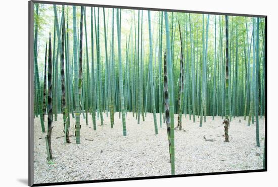 Young Bamboo Forest, with Some New Bamboo Shoots-landio-Mounted Photographic Print