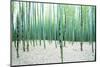 Young Bamboo Forest, with Some New Bamboo Shoots-landio-Mounted Photographic Print