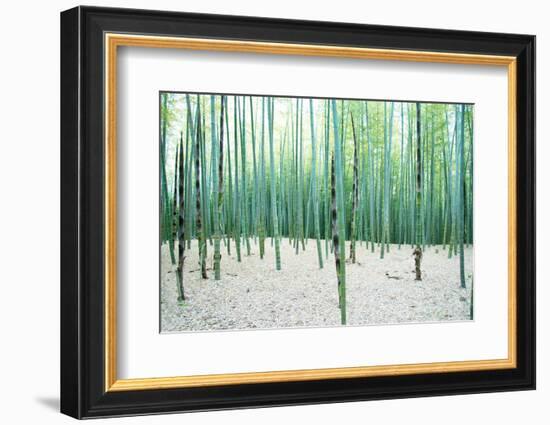 Young Bamboo Forest, with Some New Bamboo Shoots-landio-Framed Photographic Print